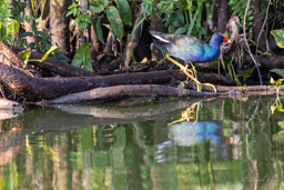 Talève violacée
 Porphyrio martinica - Purple Gallinule