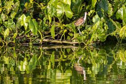 Jacana noir
 Jacana jacana - Wattled Jacana (immature)