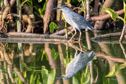 Héron strié
 Butorides striata - Striated Heron