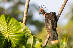 Hoazin huppé
 Opisthocomus hoazin - Hoatzin