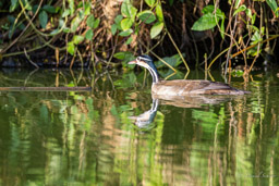 Grébifoulque d'Amérique
 Heliornis fulica - Sungrebe
