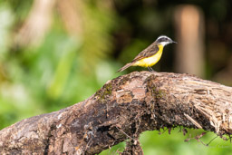 Tyran licteur
 Philohydor lictor - Lesser Kiskadee