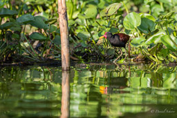 Jacana noir
 Jacana jacana - Wattled Jacana