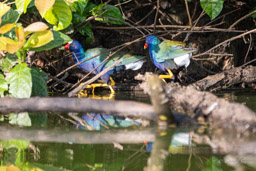 Talève violacée
 Porphyrio martinica - Purple Gallinule