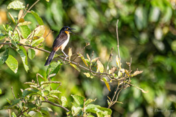Troglodyte à miroir Donacobe à miroir
 Donacobius atricapilla - Black-capped Donacobius