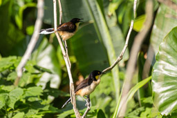 Troglodyte à miroir Donacobe à miroir
 Donacobius atricapilla - Black-capped Donacobius