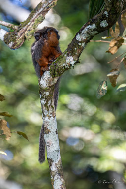 Titi roux ou Callicèbe - Plecturocebus cupreus - coppery titi monkey