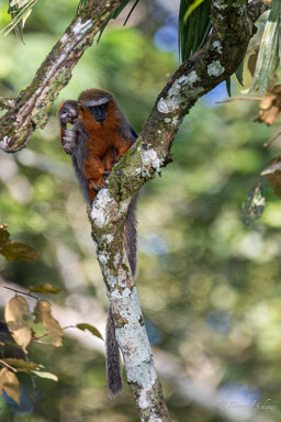 Titi roux ou Callicèbe - Plecturocebus cupreus - coppery titi monkey