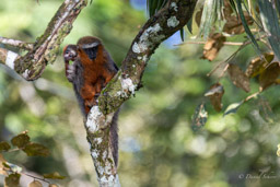 Titi roux ou Callicèbe - Plecturocebus cupreus - coppery titi monkey