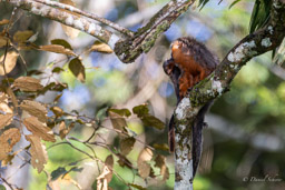Titi roux ou Callicèbe - Plecturocebus cupreus - coppery titi monkey