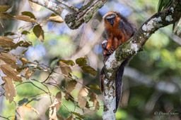 Titi roux ou Callicèbe - Plecturocebus cupreus - coppery titi monkey