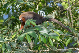 Titi roux ou Callicèbe - Plecturocebus cupreus - coppery titi monkey