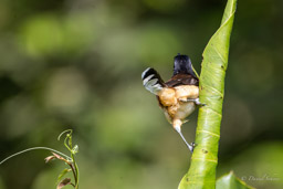 Troglodyte à miroir Donacobe à miroir
Donacobius atricapilla - Black-capped Donacobius