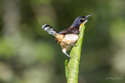 Troglodyte à miroir Donacobe à miroir
Donacobius atricapilla - Black-capped Donacobius