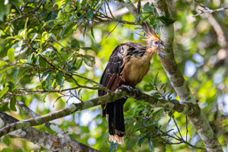 Hoazin huppé
 Opisthocomus hoazin - Hoatzin