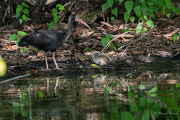 Ibis à face nue
 Phimosus infuscatus - Bare-faced Ibis