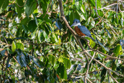 Martin-pêcheur à ventre roux
 Megaceryle torquata - Ringed Kingfisher