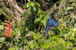 Ani des palétuviers
 Crotophaga major - Greater Ani