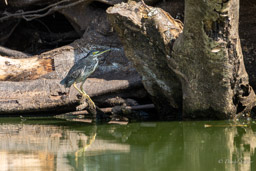 Héron strié
 Butorides striata - Striated Heron