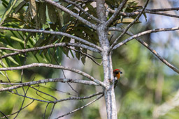 Cabézon oranvert
 Capito aurovirens - Scarlet-crowned Barbet