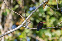 Jacamar oreillard
 Galbalcyrhynchus leucotis - White-eared Jacamar