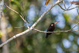 Jacamar oreillard
 Galbalcyrhynchus leucotis - White-eared Jacamar