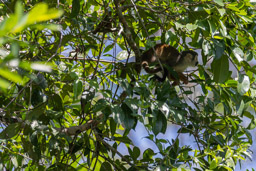 Saîmiri commun (Singe écureuil) - Saimiri cassiquiarensis - Humboldt's squirrel monkey