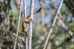 Saîmiri commun (Singe écureuil) - Saimiri cassiquiarensis - Humboldt's squirrel monkey
