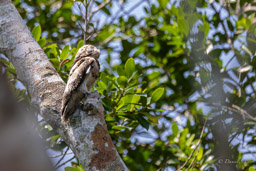 Ibijau gris
 Nyctibius griseus - Common Potoo
