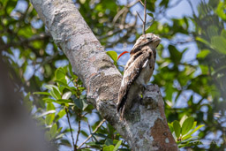 Ibijau gris
 Nyctibius griseus - Common Potoo