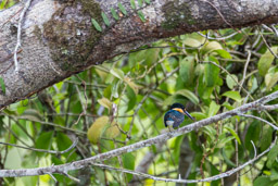 Martin-pêcheur nain
 Chloroceryle aenea - American Pygmy Kingfisher