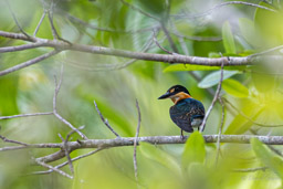 Martin-pêcheur nain
 Chloroceryle aenea - American Pygmy Kingfisher