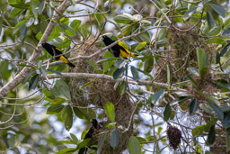 Cassique cul-jaune
 Cacicus cela - Yellow-rumped Cacique