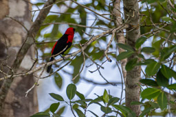 Tangara masqué
 Ramphocelus nigrogularis - Masked Crimson Tanager