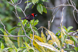 Tangara masqué
 Ramphocelus nigrogularis - Masked Crimson Tanager