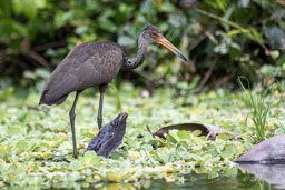 Courlan brun
 Aramus guarauna - Limpkin