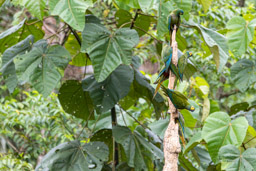 Ara macavouanne
 Orthopsittaca manilatus - Red-bellied Macaw