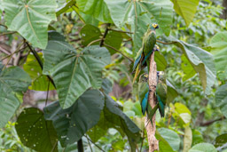 Ara macavouanne
 Orthopsittaca manilatus - Red-bellied Macaw