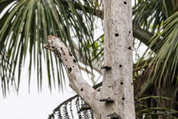 Pic à chevron d'or
 Melanerpes cruentatus - Yellow-tufted Woodpecker