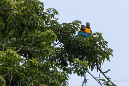 Ara bleu
 Ara ararauna - Blue-and-yellow Macaw
