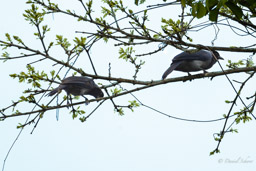 Geai violacé
 Cyanocorax violaceus - Violaceous Jay