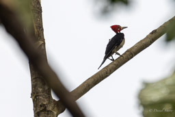 Pic de Malherbe
 Campephilus melanoleucos - Crimson-crested Woodpecker