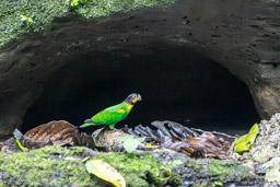 Caïque de Barraband
 Pyrilia barrabandi - Orange-cheeked Parrot