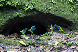 Toui de Deville
 Brotogeris cyanoptera - Cobalt-winged Parakeet