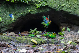 Caîque de Barraband et Toui de Deville