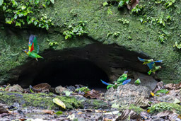 Caîque de Barraband et Toui de Deville