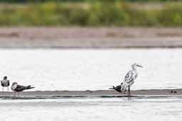 Aigrette bleue
 Egretta caerulea - Little Blue Heron (immature)