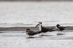 Bec-en-ciseaux noir
 Rynchops niger - Black Skimmer