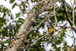 Trogon à queue blanche
 Trogon viridis - Green-backed Trogon ♀