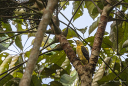 Pic jaune
 Celeus flavus - Cream-colored Woodpecker